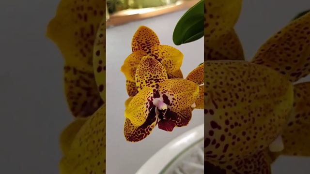 орхидея Anaconda #фаленопсис смотреть онлайн