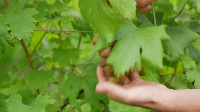 Сорт винограда Роза Несветая. ? Описание сорта винограда Роза Несветая. смотреть онлайн
