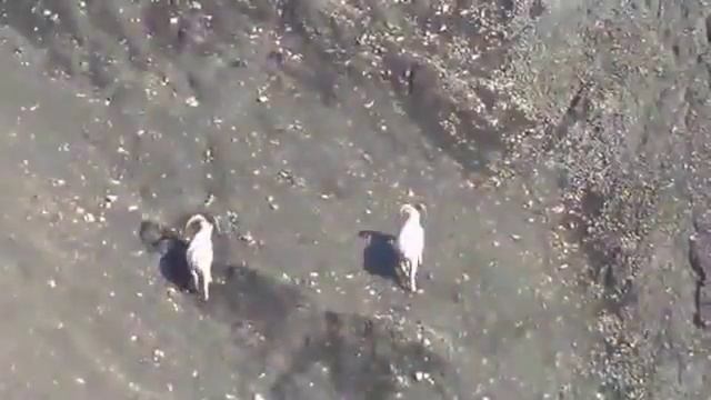 ОХОТА НА ДИКОГО КОЗЛА 1 смотреть онлайн