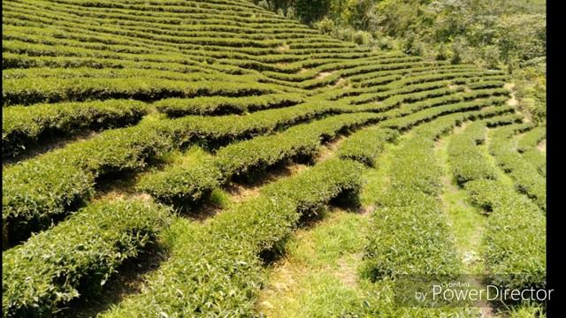 思暮ㄟ人1080(60p)FHD Steinway & Sons A188, HTC one S9 Beautiful TAIWAN смотреть онлайн