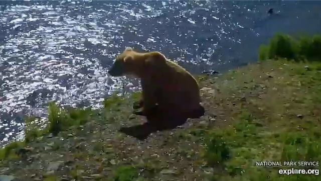 Мишка посидел на берегу, но рыбы не видно, ушел в лес#Katmai National Park, Alaska смотреть онлайн