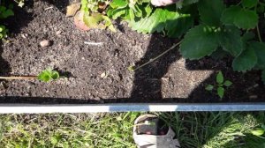 ???КЛУБНИКА ИЗ СЕМЯН,, КРАСНАЯ ШАПОЧКА "???