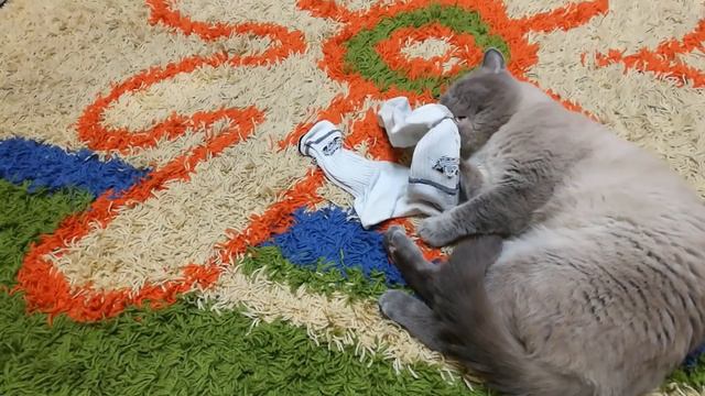 Весёлый кот очень любит своих хозяев смотреть онлайн