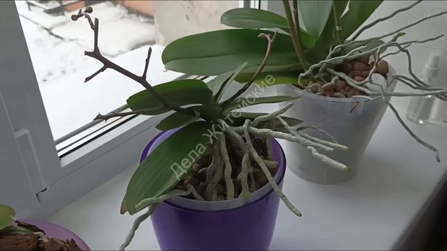 КУПИ ЭТО!!! И ОРХИДЕИ ЗАЦВЕТУТ!!! смотреть онлайн