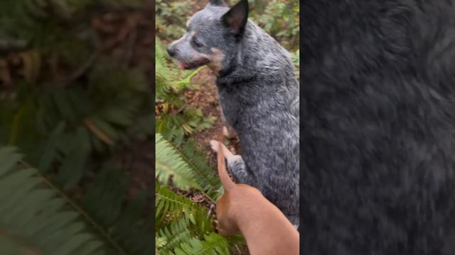 Razz Is Taking It All In ☀️ #nature #hiking #razzmatazz