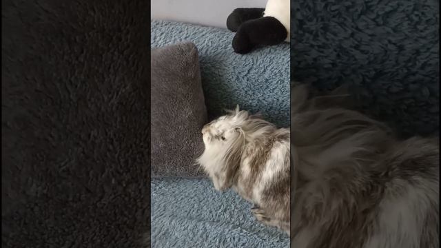мой друг Степашка🐰 которого любим♥️🥰потому что по другому быть не может😊😉 смотреть онлайн