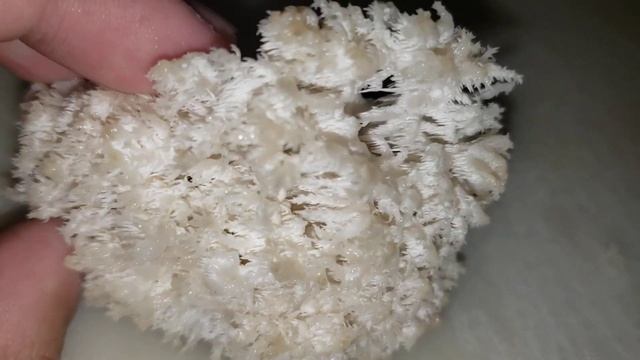 Score! Hericium Coralloides? смотреть онлайн
