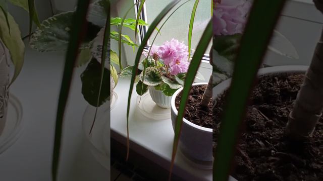 красота дома в холодную и дождливую погоду#фиалки смотреть онлайн