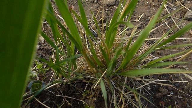 Ирис бордюрный жёлтый.Ячмень гривастый весной и почвопокровник весь в розочках. смотреть онлайн