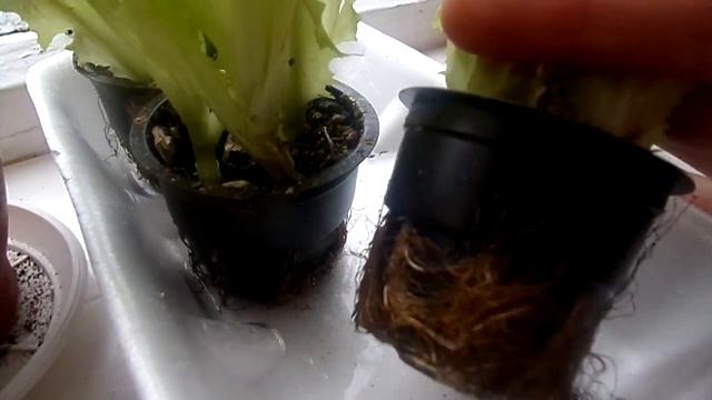 ВЫРАЩИВАЮ САЛАТ НА ПОДОКОННИКЕ. смотреть онлайн