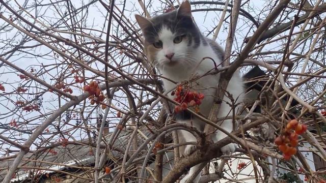 КАЛИНА ЗИМОЙ И ИРИСКА! смотреть онлайн