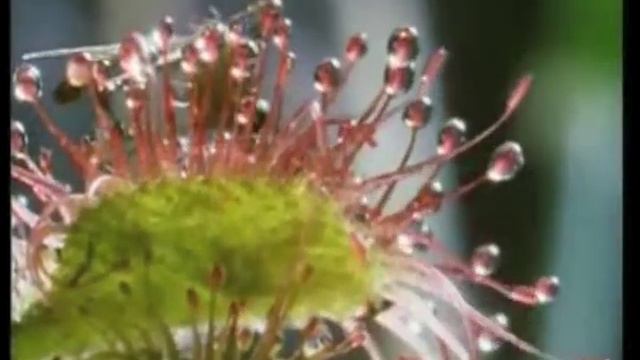 Agnès Pe  - Sólo Come Moscas