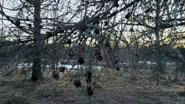 Апрельский лес перед пробуждением.mp4 смотреть онлайн