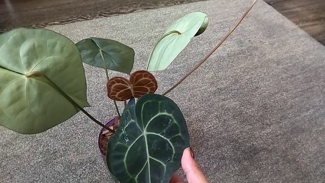 хрустальный.mp4 смотреть онлайн