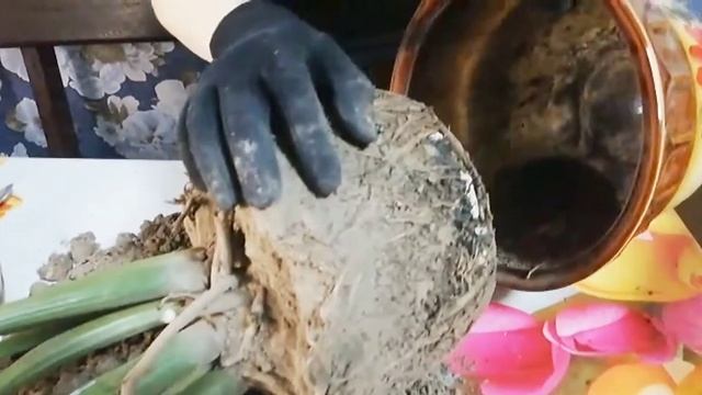 Пересадка большого замиокулькаса???.