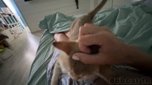 РЫСИ качаются со мной в кресле / Любовные игры неумелого сингапурского кота и барханной кошки