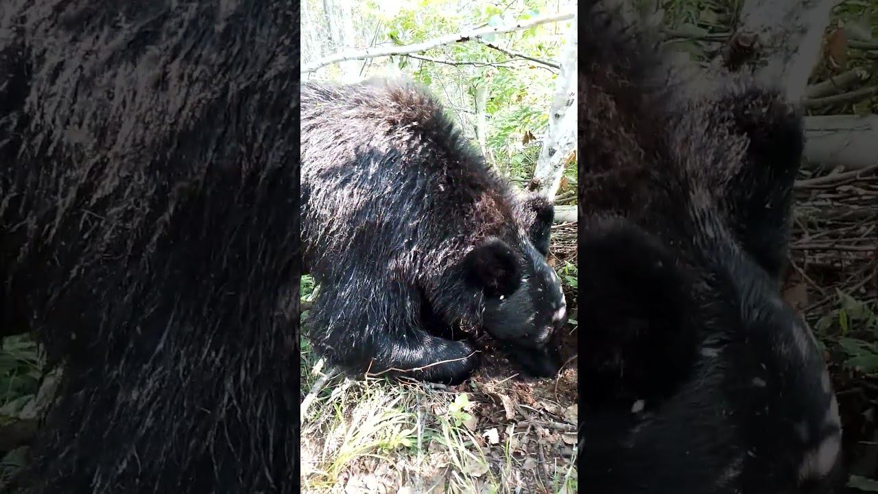 А медвежата развлекаются. #bear смотреть онлайн