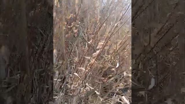 Как мы ищем и пополняем свои запасы дикорастущей Ивой пригодной для плетения.