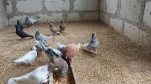 #PIGEONS. Обзор  мраморных бакинских бойных голубей 30.10.2020г.