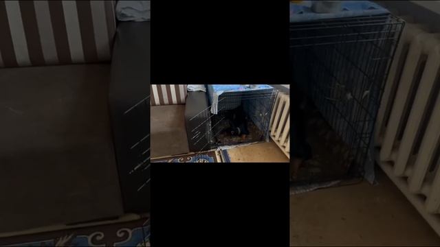 Собака скулит и грызёт себя, когда приходят гости. Результаты обучения в Школе Антуана Наджаряна смотреть онлайн