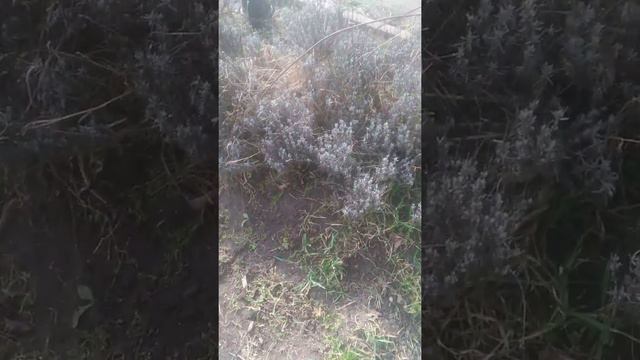 Птички , рассада и немного сада ) смотреть онлайн