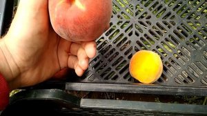 Персик Роял Маджестик, Адриатика