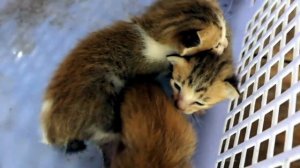 СПАСЕНИЕ КОТЯТ ОТ СМЕРТИ. Нашли котят в мусорном мешке.