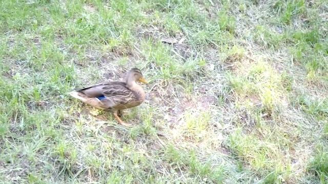 Samsung NX10 Sample Video - Duck in the Park 2 смотреть онлайн