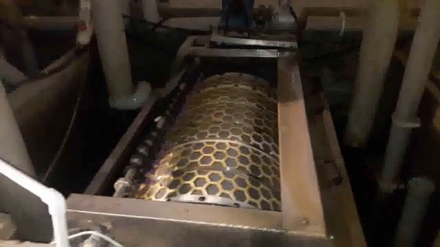 Африканский Сом малёк в любом количестве смотреть онлайн