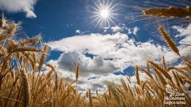 ВСЯ ПЛАНЕТА В ЧУДЕСАХ смотреть онлайн