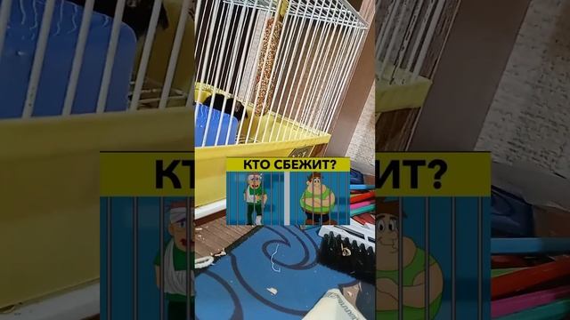 кто же? #рекомендации #загадки #мыши #животные #животныедома смотреть онлайн