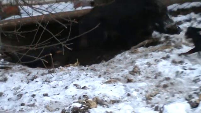 притравка таксы по кабану смотреть онлайн
