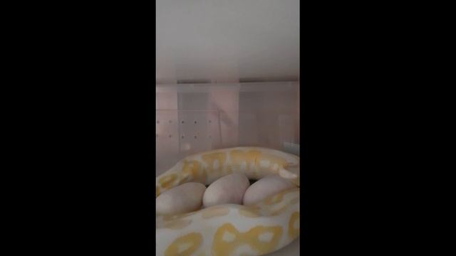 Ball python's first clutch EVER .Full process смотреть онлайн