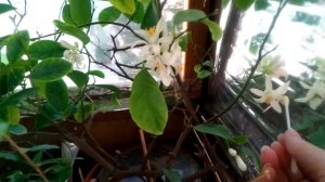 Лимоны опыляю сама.