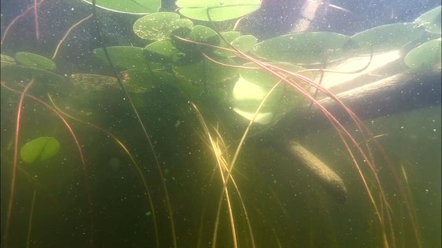 Кувшинки, кубышки под водой. смотреть онлайн