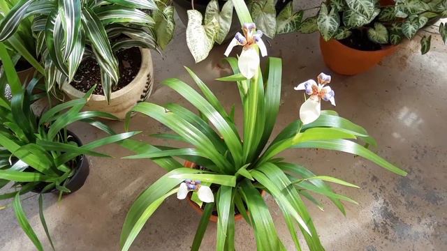 My walking iris is in flower 🌸🍃We're going to propagate the offshoots once she's done flowering смотреть онлайн