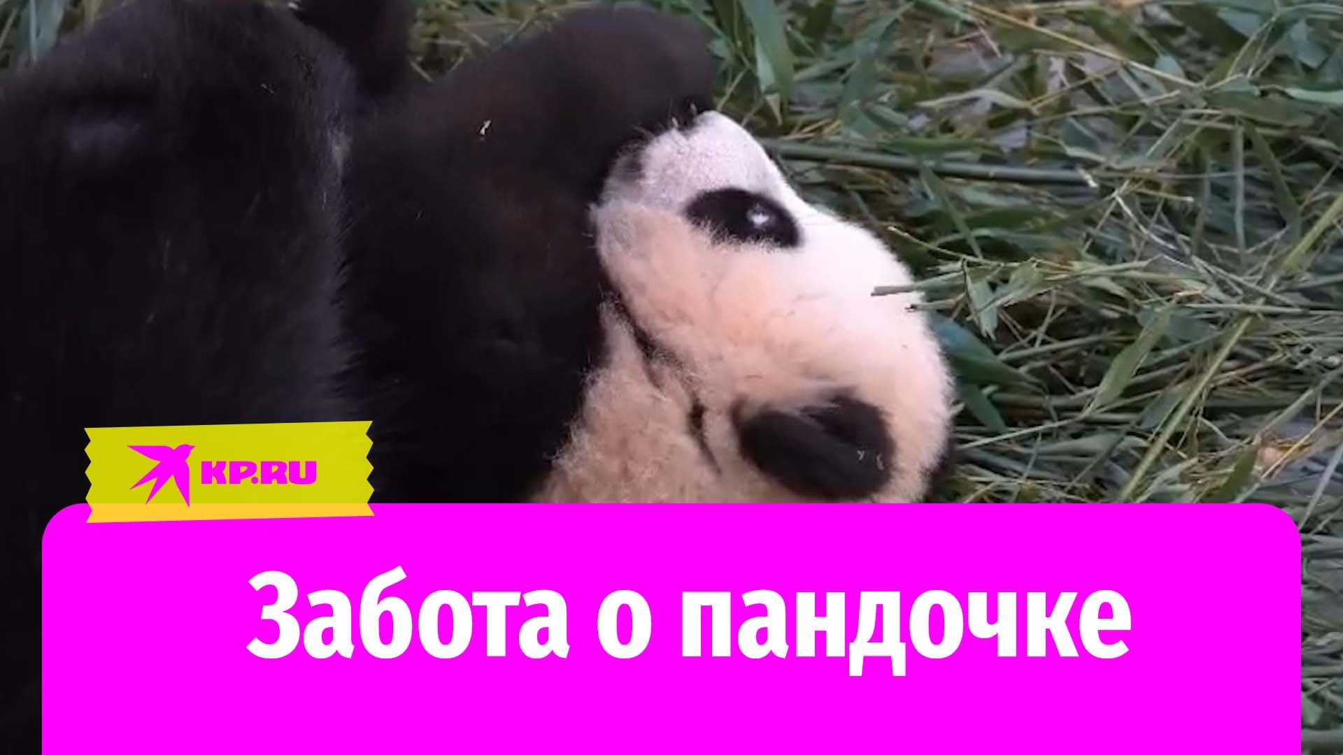 Маленькая панда играется на бамбуке в Московском зоопарке смотреть онлайн