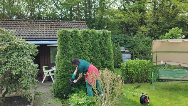 туя ... обрезка и стрижка #thuja#garden смотреть онлайн
