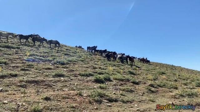 ТУРЦИЯ, табун диких мустангов в горах | vahşi atlar | أحصنة برية | wild horses смотреть онлайн