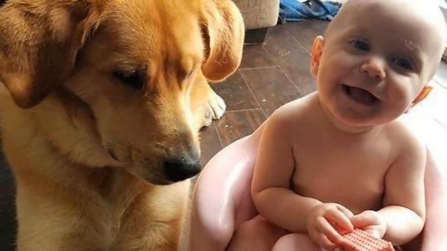 Собака берёт «взятку» от медведя в обмен на то, чтобы тот мог рыться в хозяйском мусоре! смотреть онлайн