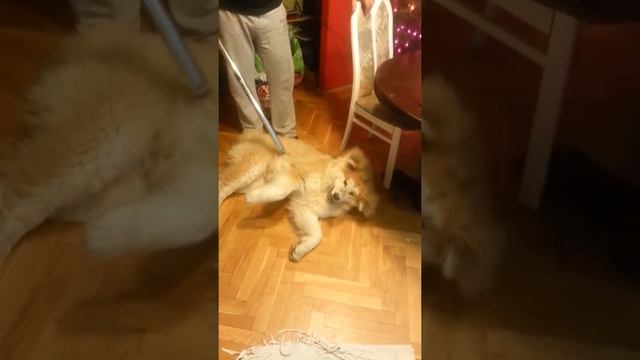 ozzy i odkurzacz смотреть онлайн