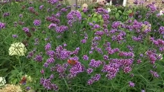 Vlinders op Verbena bonariensis смотреть онлайн