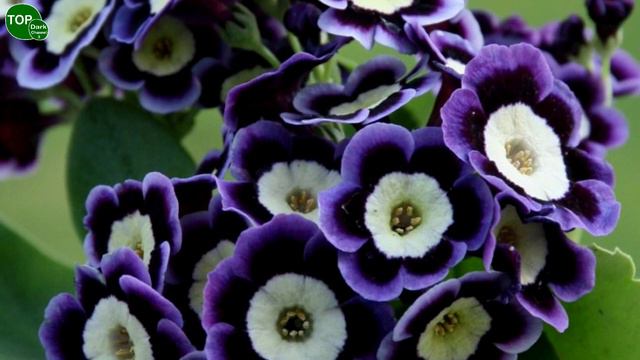 10 Variedades Hermosas de Primula смотреть онлайн