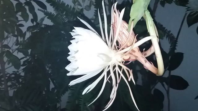 Cactus DAMA DE NOCHE (Epiphyllum Oxypetalum) (I)