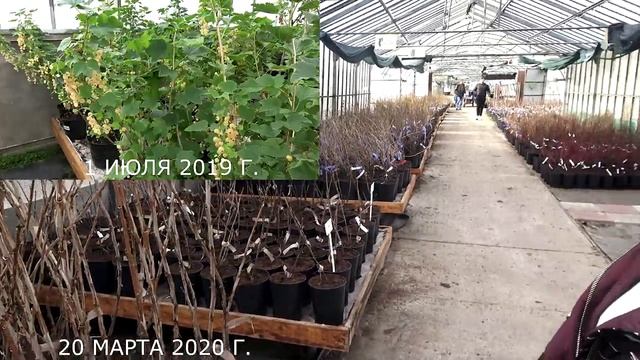 Плодовые деревья и кустарники в продаже с 20 марта 2020 года_.mp4 смотреть онлайн