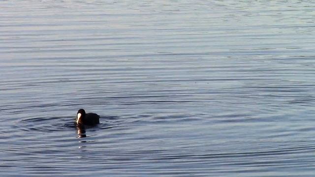 Солнечный берег о. Свитязь (часть1).  Sunny Beach About. Svityaz (part 1).