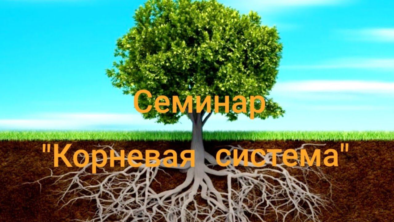 Семинар "Корневая система" смотреть онлайн