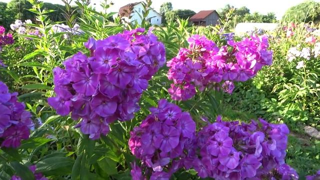 Флокс ГЕНРИХ КАНЦЕРЛЯЙТЕР - обзор, описание, цветение, отзыв. смотреть онлайн