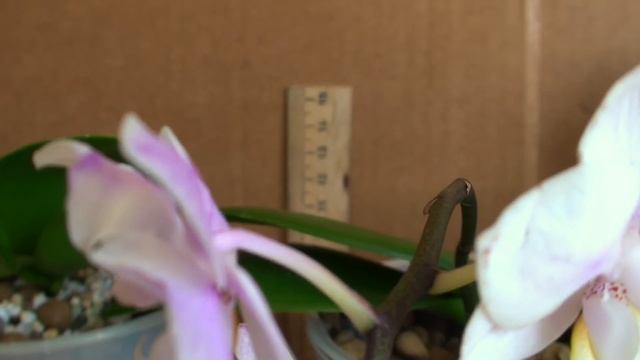 ОРХИДЕИ НЕ В КОРЕ РАСТУТ, ЦВЕТУТ и ПАХНУТ, обзор после пересадки фаленопсисов МИНИ смотреть онлайн