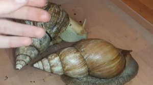 Как отличить фулику от ретикуляты? Совместимы ли эти виды?